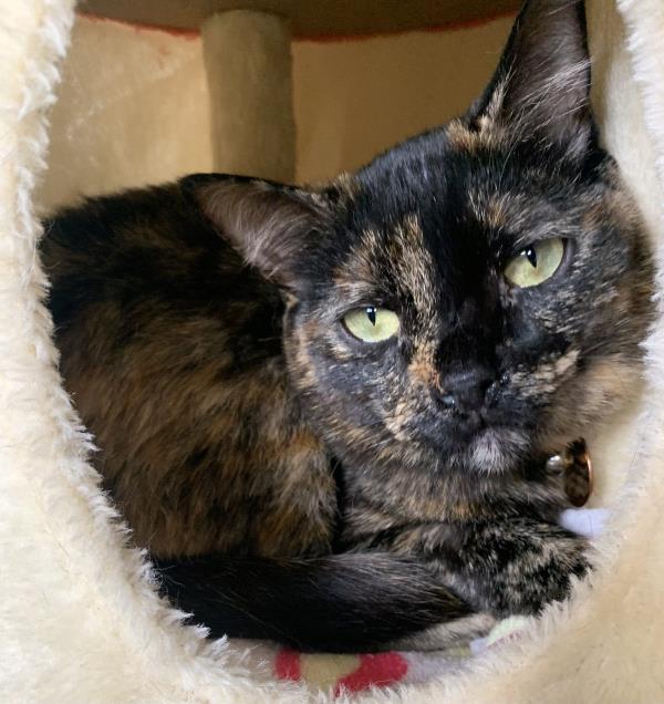 /Images/uploads/Friends of Seal Beach Animal Care Center/2025sbacc/entries/31939thumb.jpg